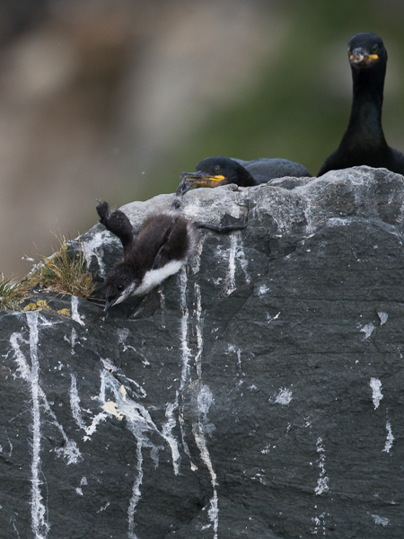 Etelänkiisla, Common Murre, Uria aalge